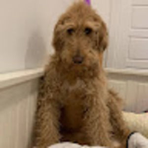 Meet your Posher, Lila